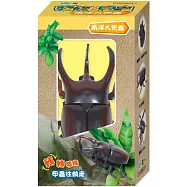 發條甲蟲：大兜蟲