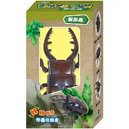 發條甲蟲：鍬形蟲