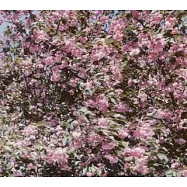 S.E.N.S./ REN-AI SHU(神思者/ 戀愛集)