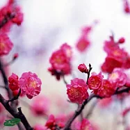 V.A. / Spring Jazz Collection(選輯 / 爵士的四季 - 春天爵士)