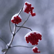 V.A / Winter Jazz Collection(選輯 / 爵士四季 - 冬天)