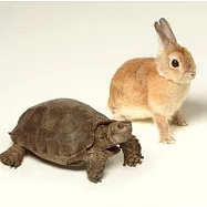 生物股長 / 向前走 (日本進口版)