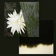 YoungLee 《仙人掌花》(YoungLee 《仙人掌花》)