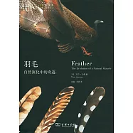 羽毛：自然演化中的奇跡