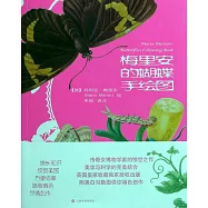 梅里安的蝴蝶手繪圖