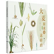 大麥原來是這樣的