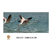 粉紅幻羽：紅鶴的生命之舞中文有聲繪本 (電子書)