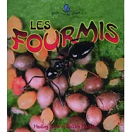 Les Fourmis / the Life Cycle of an Ant