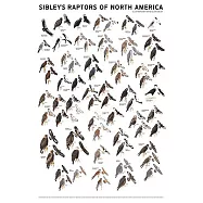 Sibley&rsquo;s Raptors of North America
