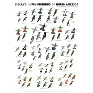 Sibley&rsquo;s Hummingbirds of North America