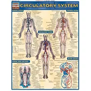 Circulatory System Reference Guide