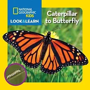 Caterpillar to Butterfly
