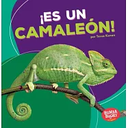 Es un camaleón / It’s a Chameleon