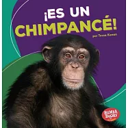 Es un chimpancé!/ It’s a Chimpanzee!
