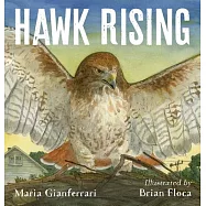 Hawk Rising