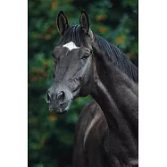 Horse Lovers 2020 Weekly Monthly Planner: Diary with Agenda & Calendar Schedule, To Do List, Notes, Water Intake Log