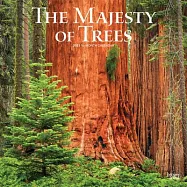 Majesty of Trees, the 2021 Square