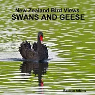 New Zealand bird views: swans and geese