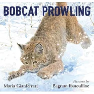 Bobcat Prowling