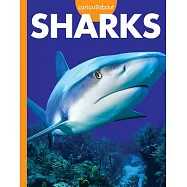 Curious about Sharks