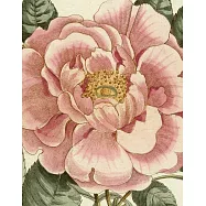 John Derian Picture Book II