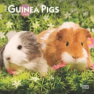 Guinea Pigs 2025 7 X 14 Inch Monthly Mini Wall Calendar Browntrout Domestic Animals Small Pets