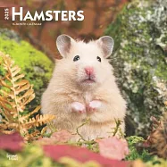Hamsters 2025 12 X 24 Inch Monthly Square Wall Calendar Plastic-Free Browntrout Animals Wildlife Pets