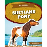 Shetland Pony