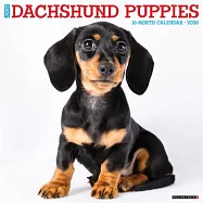 Dachshund Puppies 2026 12 X 12 Wall Calendar