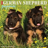 German Shepherd Puppies 2026 12 X 12 Wall Calendar