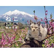 岩合光昭貓咪2025年壁掛式月曆