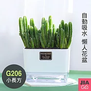 JIAGO 透明雙層磁吸自動吸水懶人花盆-G206長方形小 白+透明