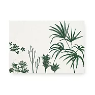 實心美術【2018每日卡連答】明信片 自然而然 日本棕櫚樹