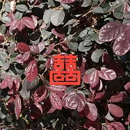 麥麥大節慶-雙喜臨門(紙書籤) 3件/組 紅色