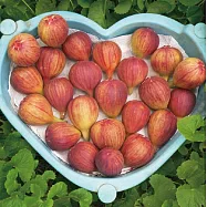 【鮮食優多】名山間天然紅土無花果(2斤) 1箱