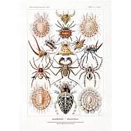 【賽先生科學工廠】A3圖鑑海報(6款) 蛛形綱圖鑑