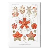 【賽先生科學工廠】A3圖鑑海報-復刻海洋(5款) 海星