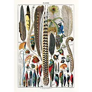 【賽先生科學工廠】B2圖鑑海報(4款) 鳥類羽毛品種圖鑑