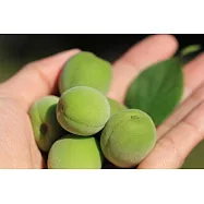 [ 大目農田 ] 新鮮手採-大青梅 /10台斤