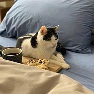 【Fuwaly】舒芙蕾防螨防水7尺雙人特大床包+枕套3件組(防水 防螨雙人 床包 枕套 保潔墊 素色寢具 過敏) 藍色