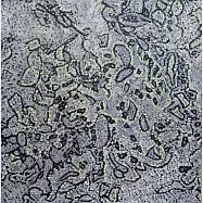 【玲廊滿藝】鍾奕華-花之影-5-32x32cm