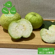 預購【綠創頂級芭樂】高雄大樹-水蜜芭樂10台斤x1箱(約12-16顆_100%友善耕種_產地直送)_冷藏宅配