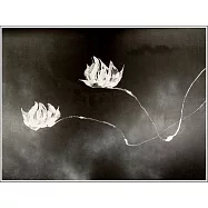 【玲廊滿藝】馬靜志 Ching Ma-玉蓮雙飛不染塵70x100cm