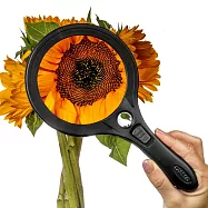 《CARSON》LED焦點放大鏡 | 物品觀察 老人閱讀 年長長者 輔助視力 - 2x