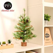 摩達客耶誕-60cm高級開花黃枝松針原木底座聖誕樹裸樹/不含配件/本島免運費