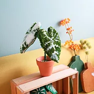 【俄羅斯刺繡】桌上的小毛觀葉-新手材料包