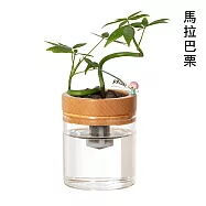 堅定與毅力【Green Pandora】水耕盆栽/木紋 馬拉巴栗