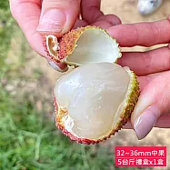 預購【荔莊果園】高雄大樹剪枝玉荷包32mm~36mm特級中果禮盒x1盒(5斤/盒_冷藏宅配_產地直送 )