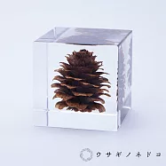 【usaginonedoko 京都兔之床】Sola cube 落葉松毬果立方塊 (宙言葉：反骨精神) | 鈴木太太公司貨
