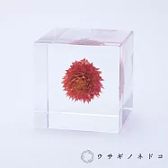 【usaginonedoko 京都兔之床】Sola cube 千日紅立方塊 (宙言葉：守護重要之物) | 鈴木太太公司貨